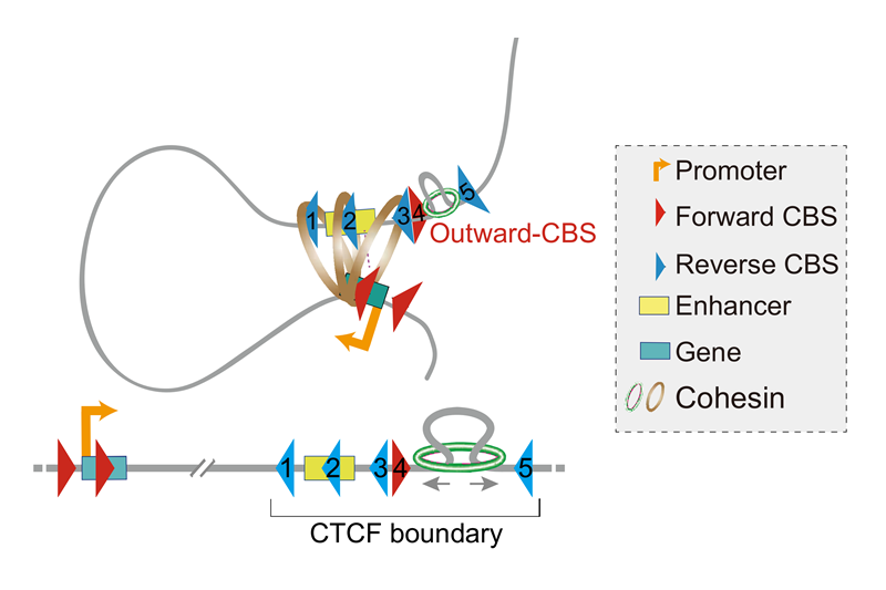 上海交大吴强团队揭示三维基因组拓扑相关结构域边界的CTCF组织规律